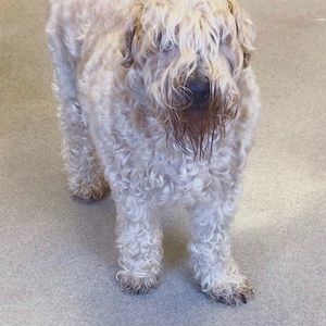 Meet your Posher, Sydney